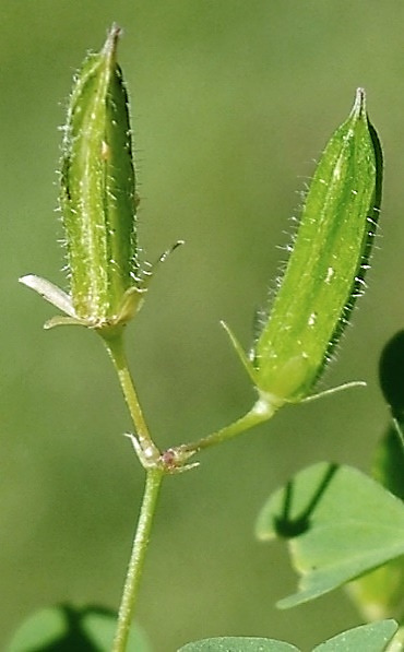 Fruit : capsule, ne portant que des poils longs.