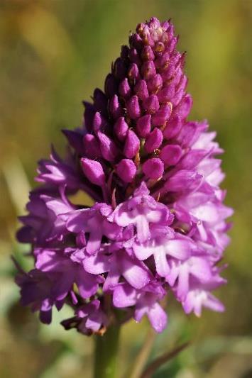 Inflorescence: épi dense, d'abord pyramidal (d'où le nom d'espèce)