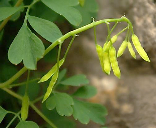 Fruits : capsules, pendantes.