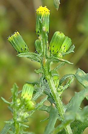 Capitules à bractées internes sur 1 rang et 8 - 10 bractées externes tachées de noir au sommet. Fleurs ligulées absentes.