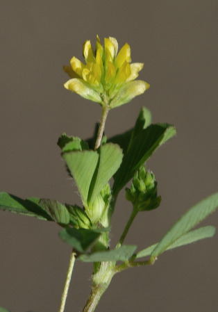 Inflorescence: grappes axillaires, petites, globuleuses, sur des pédoncules grêles. Fleurs jaune pâle, groupées par 6 - 1