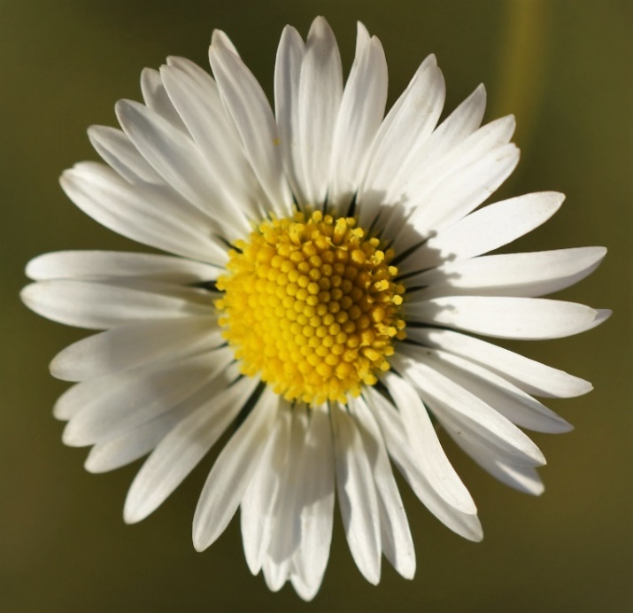 Inflorescence : capitules, solitaires, de 2 - 3 cm de diamètre, à fleurs centrales tubulées jaunes et fleurs périphériques ligulées blanches.