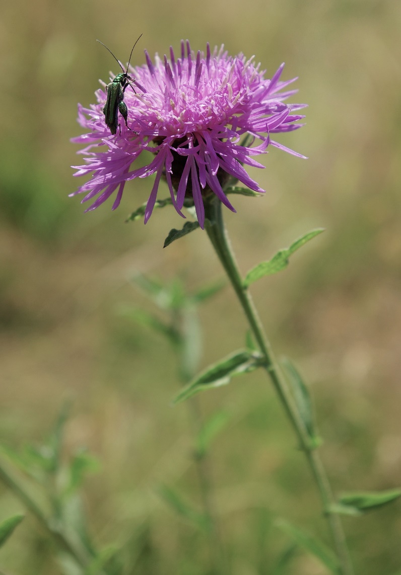 Inflorescence : capitules, assez gros, isolés ou groupés