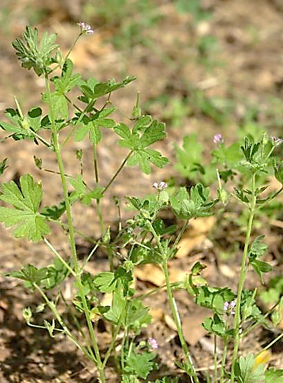 Géranium fluet