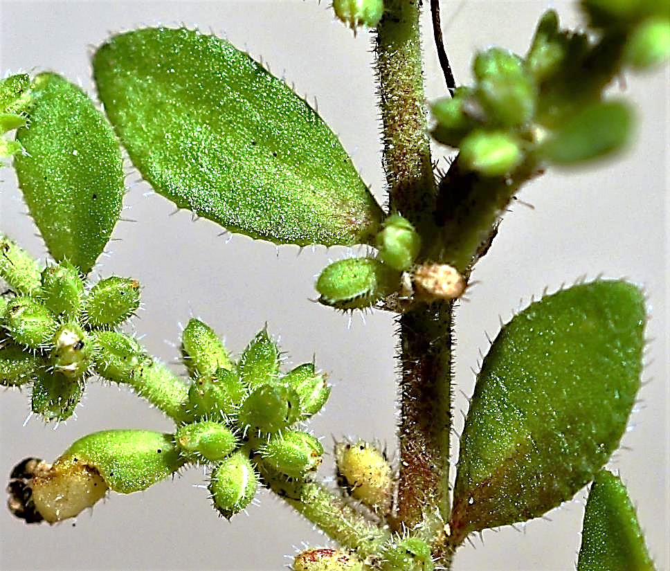 Feuille velue à poils raides. Feuilles inférieures opposées, les autres alternes.