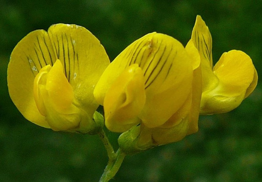 Fleurs jaunes, longues de 1 - 1,5 cm, à étendard veiné de noir.
© Jean PRIEUR