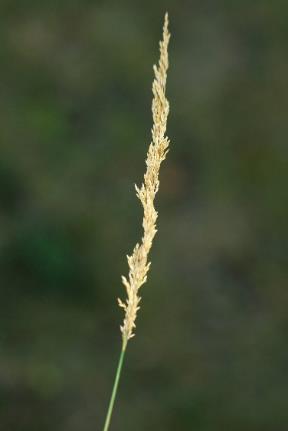 Panicule contractée à maturité (à la différence des Agrostides capillaire et géante).