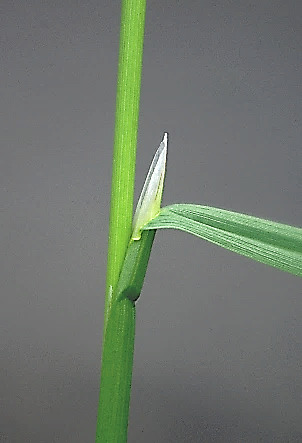 Ligule membraneuse, très longue (4 - 10 mm) et pointue.