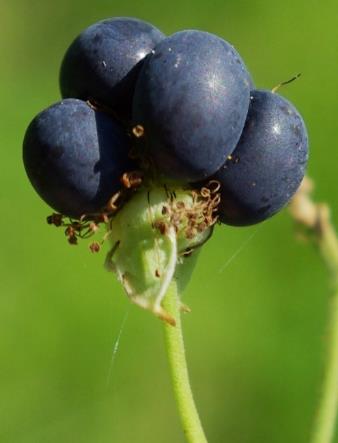 Fruits : drupéoles, grosses, peu nombreuses (3 - 5), plutôt mates.