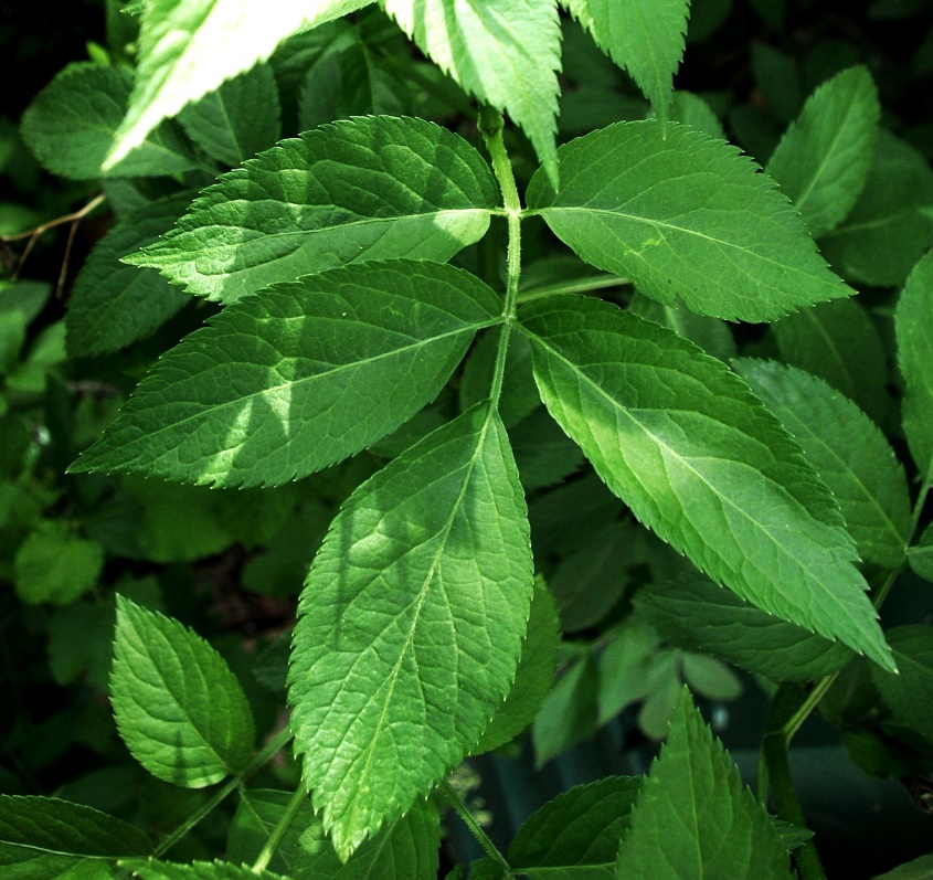 Feuilles opposées, à 5 - 7 folioles dentées.