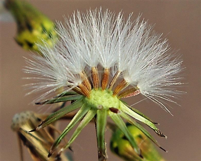 Fruits : akènes, finement velus, à aigrette blanche.