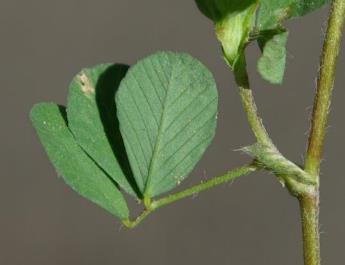 Feuilles à 3 folioles, la médiane nettement séparée des deux latérales.