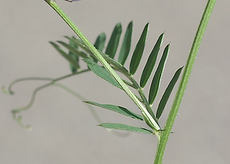 Feuille à 6 - 15 paires de folioles oblongues. Vrille terminale ramifiée.