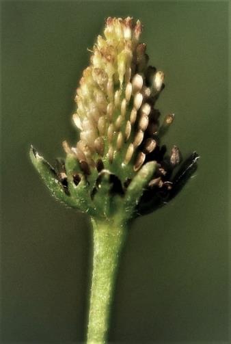 Fruits : akènes, ovoïdes, aplatis, longs de 1 mm, sans aigrette.