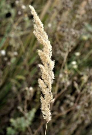 Inflorescence contractée à maturité en un plumeau blanchâtre.