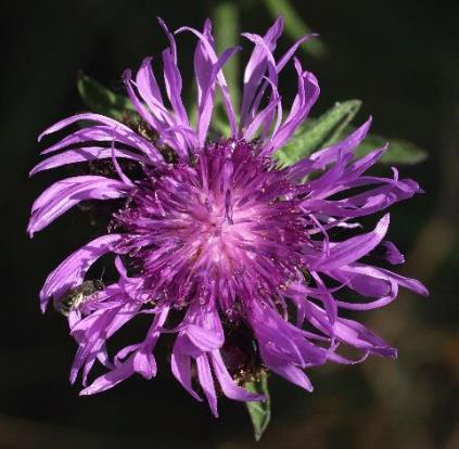 Fleurs extérieures plus grandes et rayonnantes.