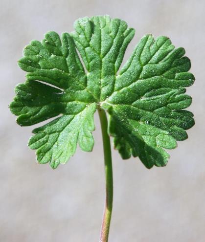 Feuille à nervation palmée.