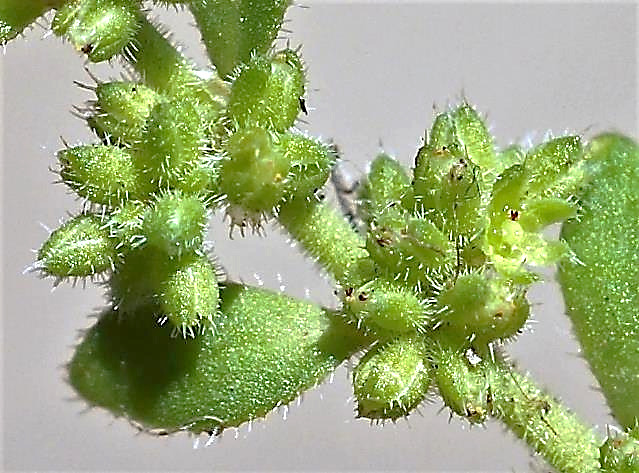 Inflorescence : glomérules de fleurs sessiles, le long des rameaux. Calices à poils raides.