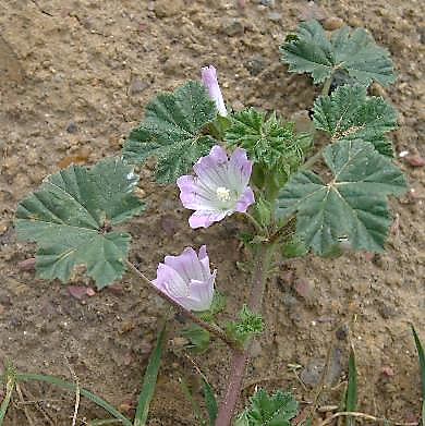 Mauve négligée