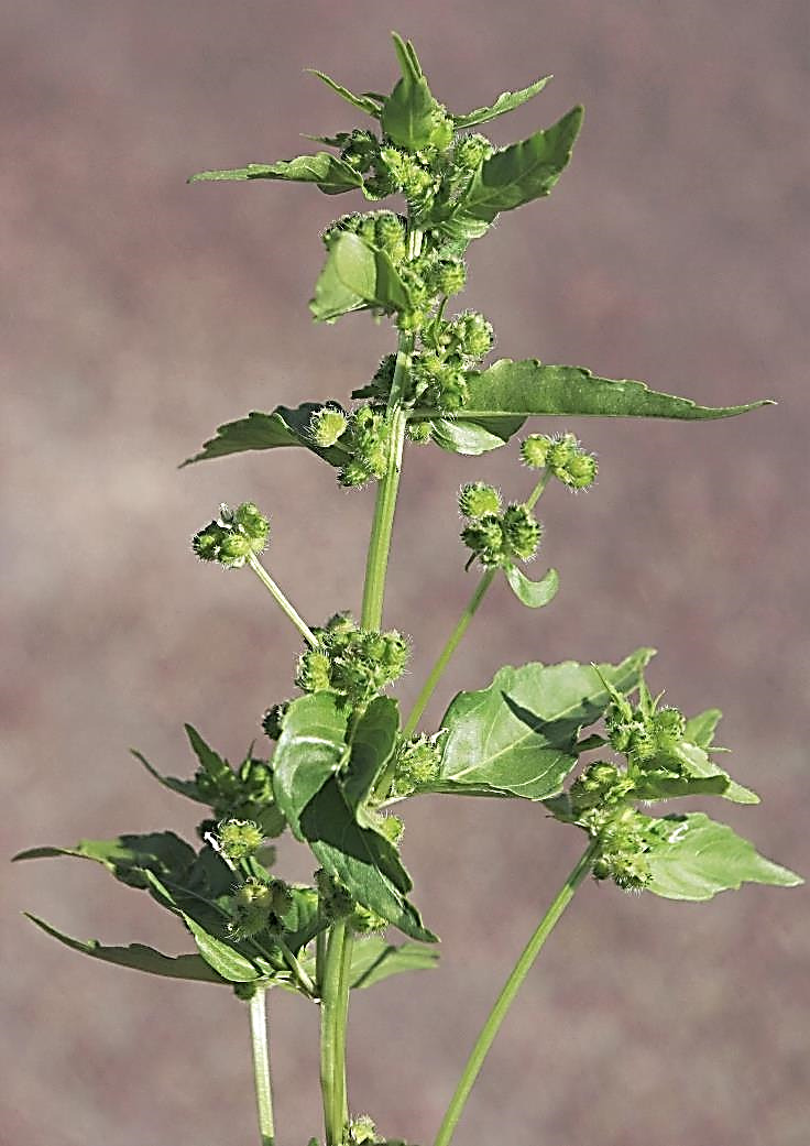 Fleurs femelles sessiles, par 1 - 3 à l'aisselle des feuilles supérieures.