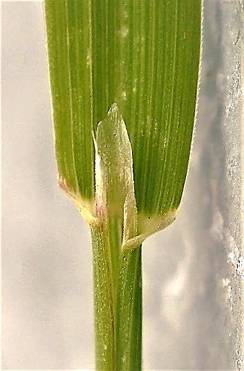 Ligule longue [(3 - 6 (8)] mm, arrondie ou aiguë au sommet.