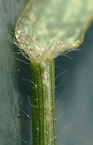 Ligule formée d'une rangée de poils. Base du limbe poilue.