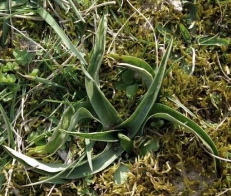 Rosette basale de feuilles lancéolées, étroites, aiguës.