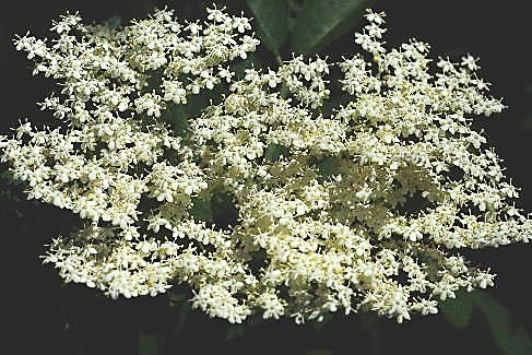 Inflorescence : corymbe de corymbes, dense, plat, retombant à maturité.