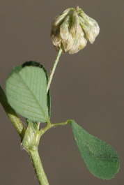 Fleurs se rabattant et brunissant quand elles se fanent.