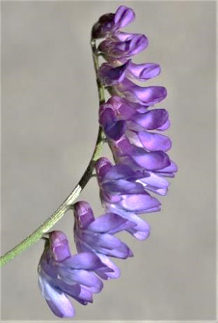 Inflorescence : grappe, unilatérale, formée de 10 - 30 fleurs violettes.