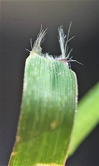 Longs cils de chaque côté de la base du limbe. Ligule formée de poils très courts (0,2 - 0,6 mm).