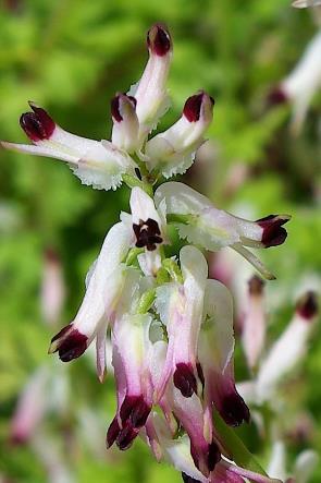 Inflorescence : grappe axillaire de 15 - 20 fleurs.