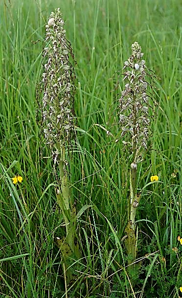 Orchis bouc