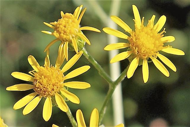 Inflorescence : corymbe bombé de capitules jaunes, assez petits (Ø 12 - 15 mm).