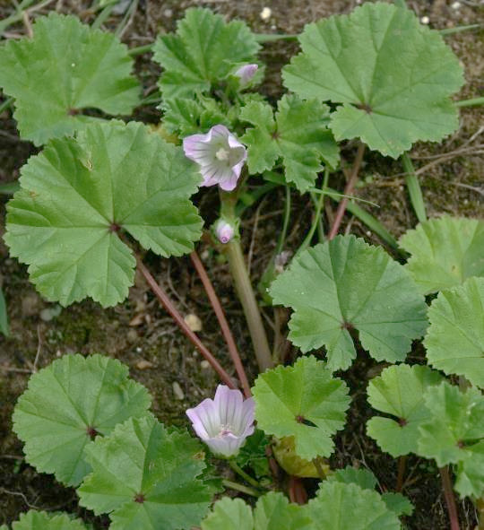 Feuille arrondie à 3 - 7 lobes peu marqués, à nervation palmée.