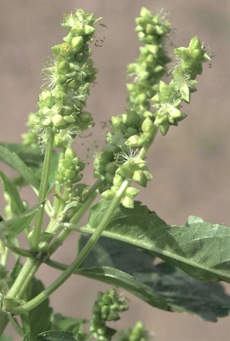 Fleurs mâles en longs épis dépassant les feuilles.