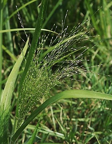 Inflorescence : panicule, très diffuse, ovoïde, de très nombreux petits épillets.