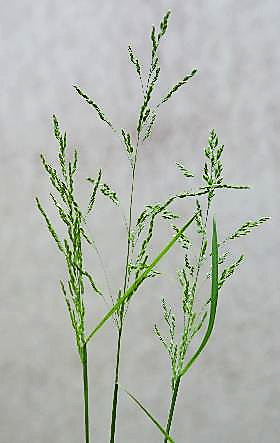 Inflorescence : panicule, pyramidale.