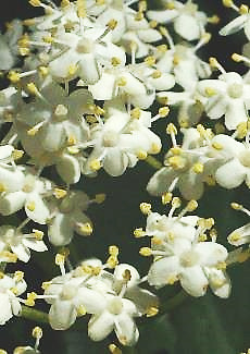 Fleurs blanches, à anthères jaunes.