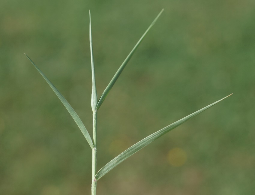 Feuilles longues (20 cm), étroites et effilées.