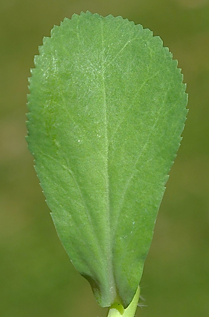 Feuille caulinaire spatulée, en coin à la base, arrondie et denticulée au sommet.