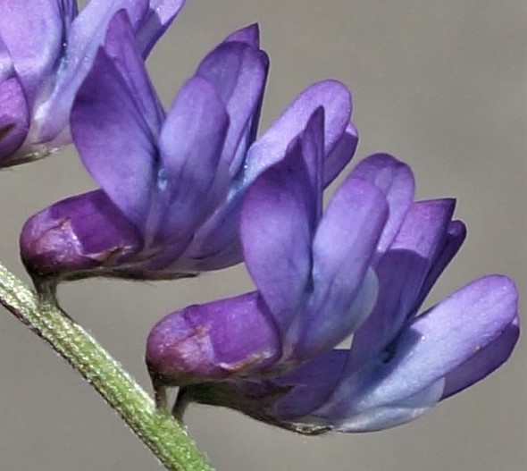 Fleurs à étendard égalant à peu près l'onglet (ce qui la distingue de la Vesce variée).