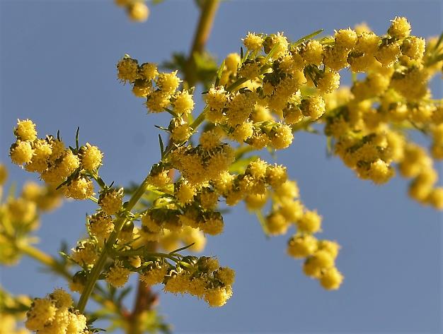 Inflorescence : panicule dense pyramidale de capitules pendants, à fleurs toutes tubulées jaune verdâtre. © Pascal FICHOT