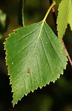 Feuille ovale-rhomboïdale, dentée.