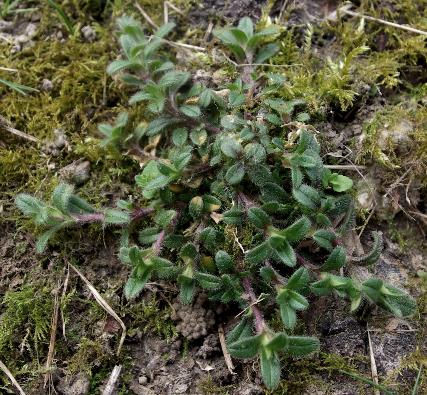 Plante velue, souvent munie de rejets stériles. Feuilles inférieures d'un vert sombre.