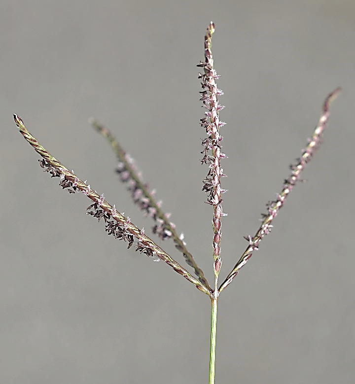 Inflorescence : 3 - 7 grappes, en forme d'épis linéaires, partant d'un même point.