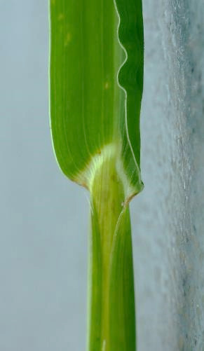 Feuille sans ligule (cas exceptionnel chez les Poacées).