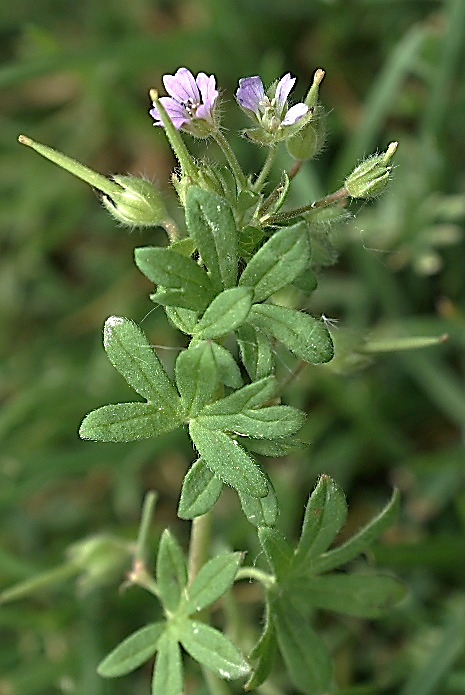 Inflorescence : grappe de cyme à 2 fleurs.