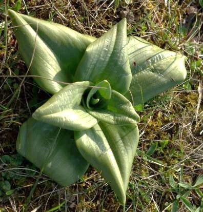 Feuilles basales grandes, ovales-obtuses, en rosette, souvent fanées à la floraison