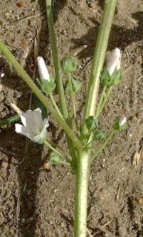 Inflorescence : fleurs groupées par 1 - 6, en faisceaux à l'aisselle des bractées.